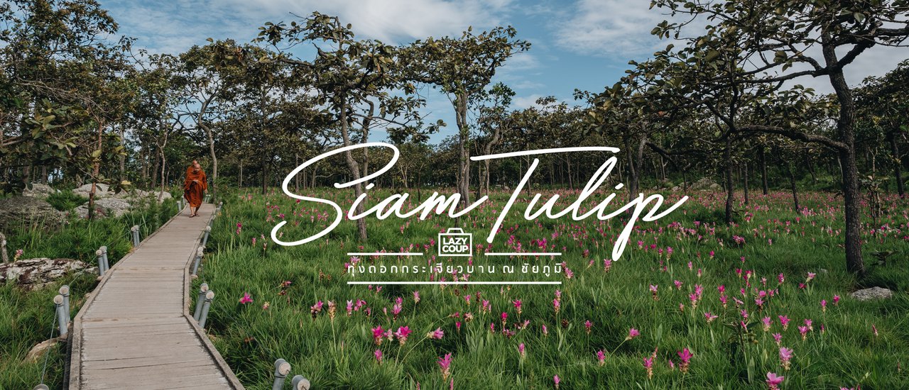 cover Siam Tulip - Blooming Siam Tulips in Chaiyaphum