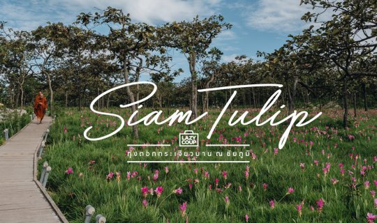 Cover Siam Tulip - Blooming Siam Tulips in Chaiyaphum...