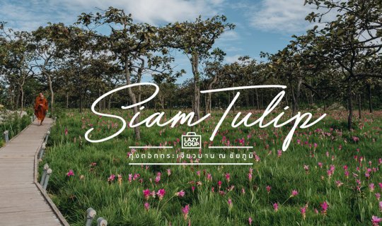cover Siam Tulip - Blooming Siam Tulips in Chaiyaphum