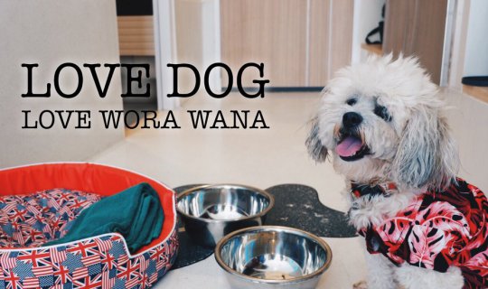 cover Taking the dog to the beach.
This translation is concise, simple, and captures the essence of the original sentence. It avoids unnecessary words and maintains a formal tone.