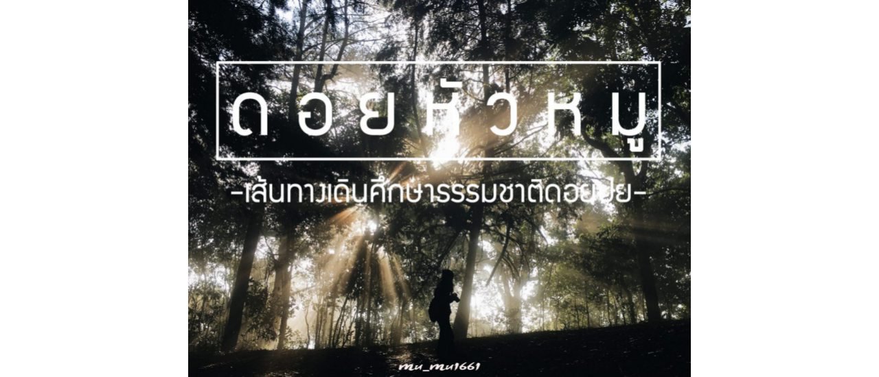 cover Looking for "Doy Huamu" - They say it's on Doi Pui, Chiang Mai