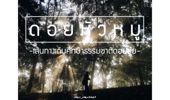 Cover Looking for "Doy Huamu" - They say it's on Doi Pui, Chiang Mai...