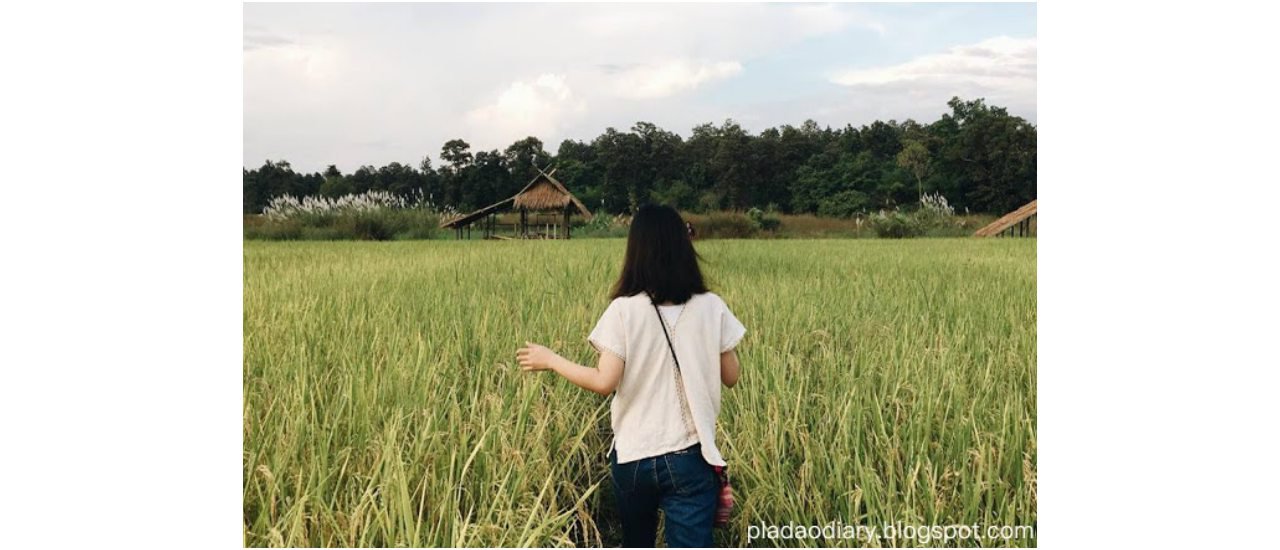 cover Checked in three times, loving the diverse views amidst the rice fields of Huay Teng Thao, Mae Rim District, Chiang Mai Province.