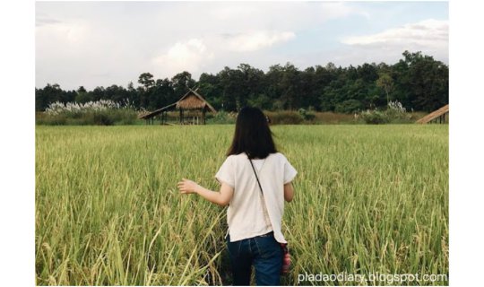 Cover Checked in three times, loving the diverse views amidst the rice fie...