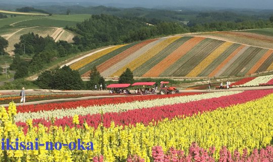 cover Shikisai-no-oka Flower Garden in Biei