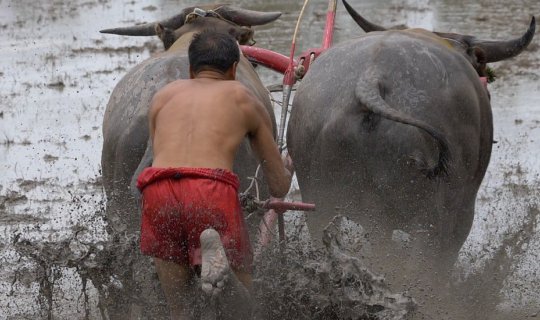 Cover The 2018 Buffalo Cart Racing Competition...