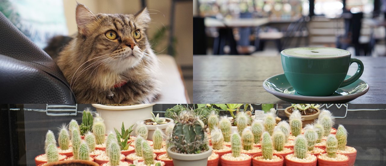 cover Cat Lovers and Cactus Enthusiasts, Rejoice: Cactus Cup Cafe Awaits!