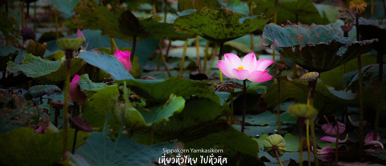 cover Nature Picnic - Botanical Garden - Phu Khae - Saraburi