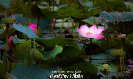 Cover Nature Picnic - Botanical Garden - Phu Khae - Saraburi...