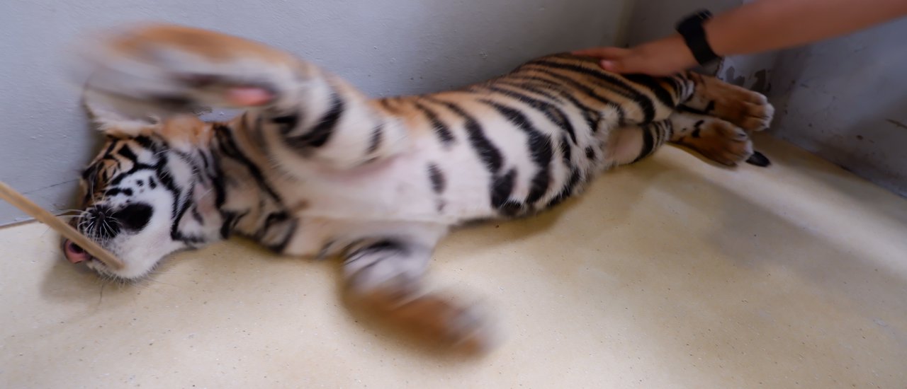 cover Pattaya Tiger Park
This phrase is already in English.
Would you like me to translate it to another language?