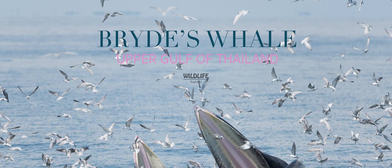 cover Bryde's Whale, Phetchaburi