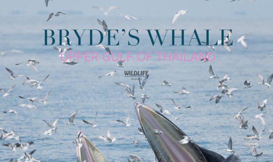 Cover Bryde's Whale, Phetchaburi...