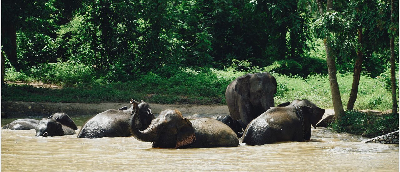cover #Phitsanulok: Green Spaces and Elephants, Big and Small, in the Kingdom of Traiphum
