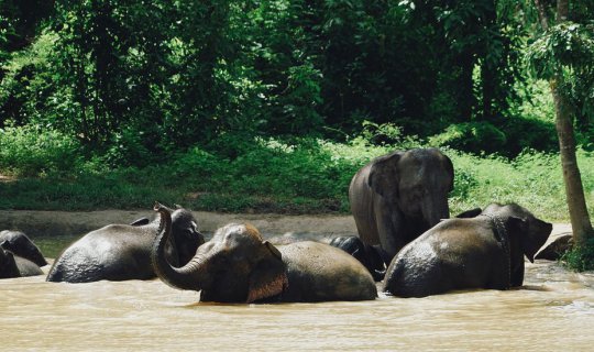 cover #Phitsanulok: Green Spaces and Elephants, Big and Small, in the Kingdom of Traiphum
