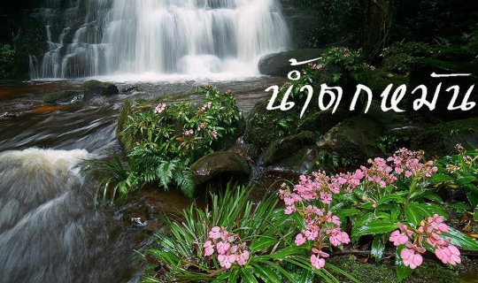 Cover Pink Dragon's Tongue Flower Hunt at the Waterfall on Mother's Day: A...