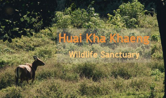 cover Khao Khaeng Forest, the Forest of Life