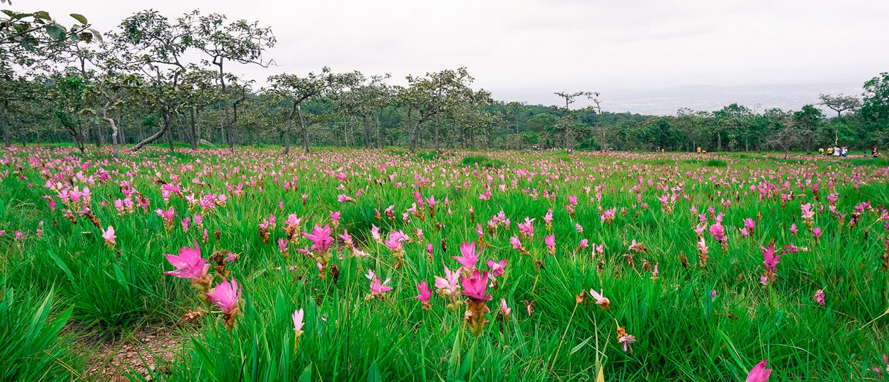 cover Admire the beauty of Siam tulips and explore Chaiyaphum during the rainy season.