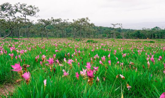 Cover Admire the beauty of Siam tulips and explore Chaiyaphum during the r...