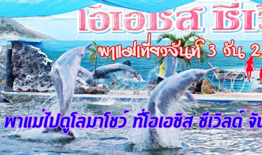 cover Take Mom to Visit Chanthaburi for 3 Days and 2 Nights: Witness the Dolphin Show at Oasis Sea World, Chanthaburi.