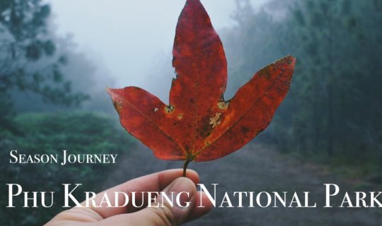 Cover "Phu Kradueng" with the Arrogant Backpacker Woman...