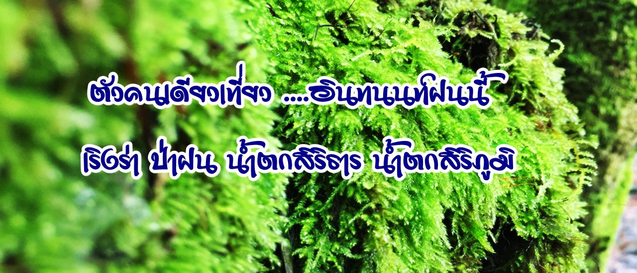 cover Solo Adventure: Doi Inthanon in the Rainy Season
Exhilaration amidst the rainforest, Sirithan and Siribhumi waterfalls.