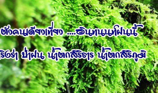 cover Solo Adventure: Doi Inthanon in the Rainy Season

Exhilaration amidst the rainforest, Sirithan and Siribhumi waterfalls.