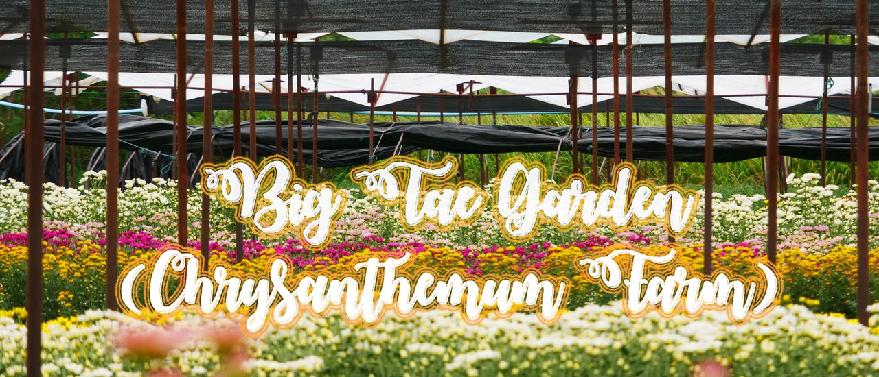 cover BigTae Garden (Chrysanthemum Farm)