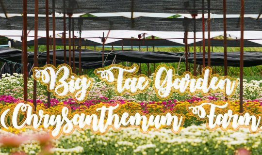 cover BigTae Garden (Chrysanthemum Farm)