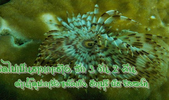 cover I'm dreaming of being a Koh Chang islander for 3 days and 2 nights: Scuba diving package at Chivapuri Beach Resort