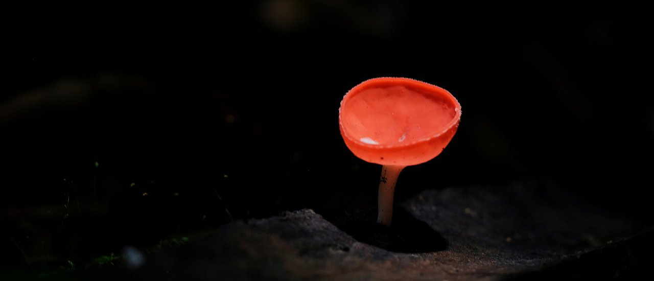 cover The Tiny World of Seven Bend Mushrooms.