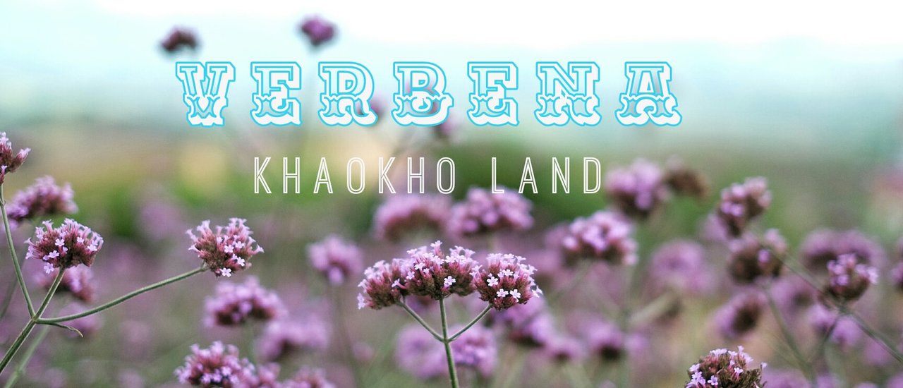 cover Review of Verbena flowers at Khao Kho
Original text:รีวิวดอกเวอร์บีน่าระเบิดเขาค้อ
Review of Verbena flowers at Khao Kho