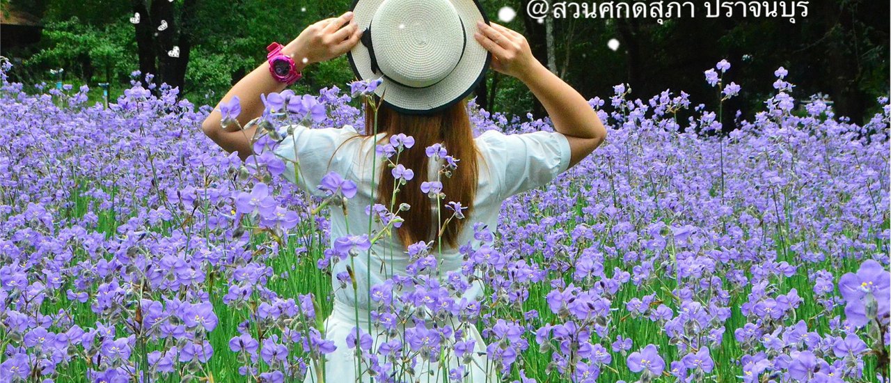 cover English 
The 2018 Celosia argenteaflowers have bloomed!