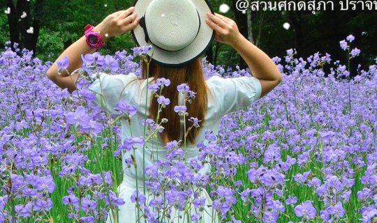 Cover English 
The 2018 Celosia argenteaflowers have bloomed!...