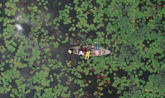 Cover The area is teeming with red lotuses, a heavenly paradise. (They say...