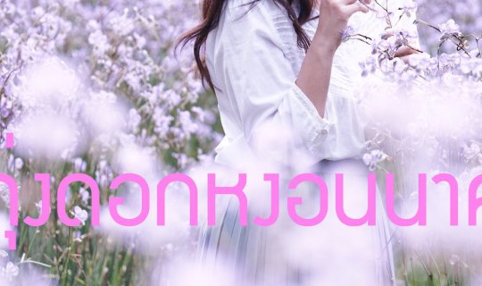 Cover The cosmos flowers are in full bloom....