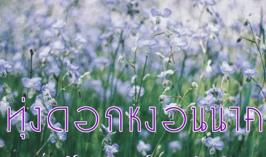 Cover Peak season for the purple flowers of Tung Ngong Nak....