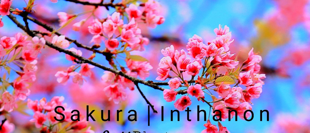 cover This winter, visit the Doi Khun Wang in Doi Inthanon National Park to witness the blooming of the Wild Himalayan Cherry blossoms.