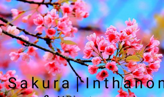 Cover This winter, visit the Doi Khun Wang in Doi Inthanon National Park t...