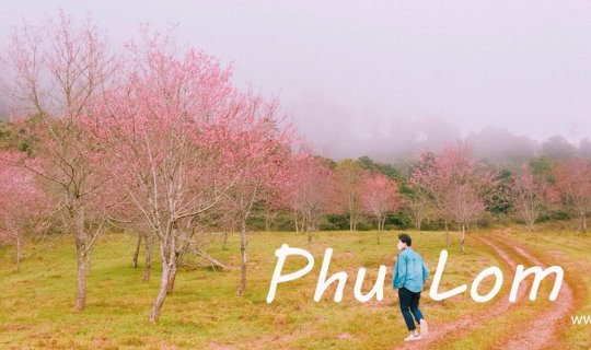 cover Phu Lom Lo, a mountain of ash, and a world of pink. Coincidence and destiny brought us together.