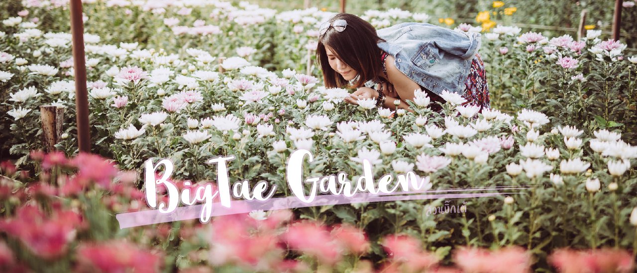 cover From:ลั้นลากลางทุ่งเบญจมาศ x BigTae Garden สวนบิ๊กเต้
To:Wandering through the field of cosmos flowers at BigTae Garden.