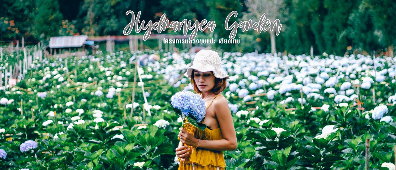 cover Hydrangea Garden: Chiang Mai
This translation is concise and simple, suitable for a title or heading. It accurately conveys the meaning of the original Thai phrase without unnecessary embellishment.