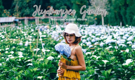 Cover Hydrangea Garden: Chiang Mai
This translation is concise and simple...