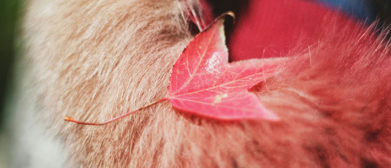 cover Red Maple at Inthanon: How to Capture Photos that Look Like You're Abroad 🍁