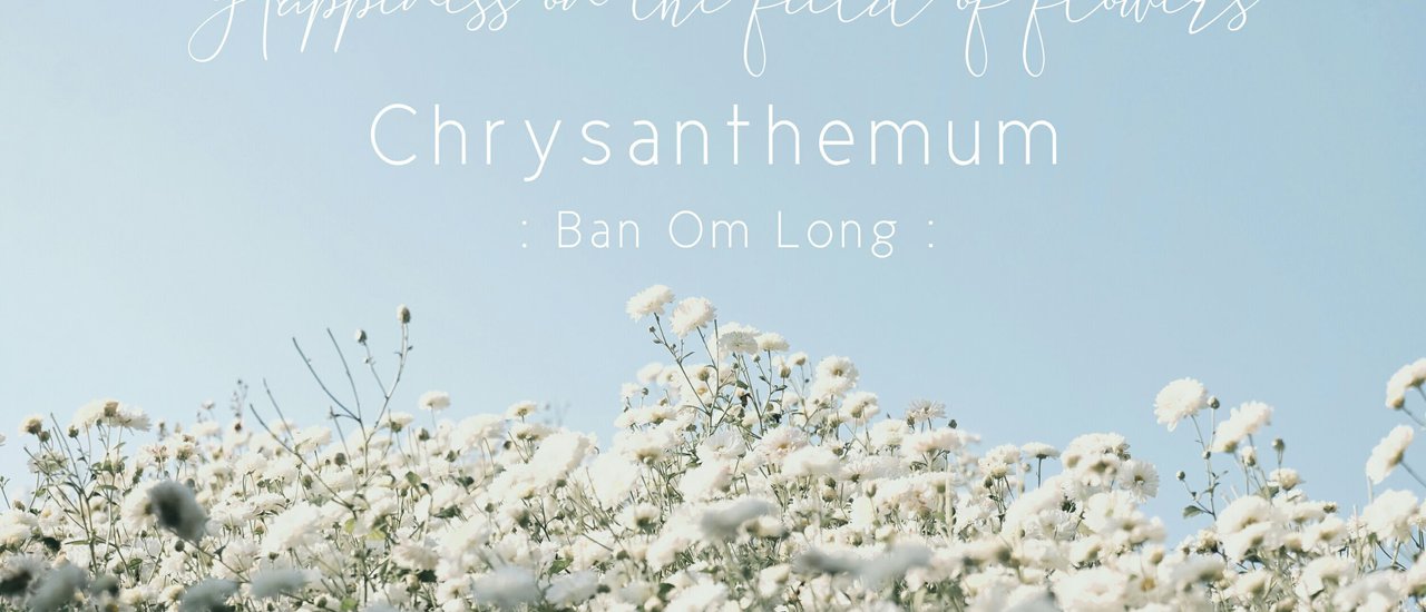 cover White chrysanthemums bloomed profusely across the mountain.