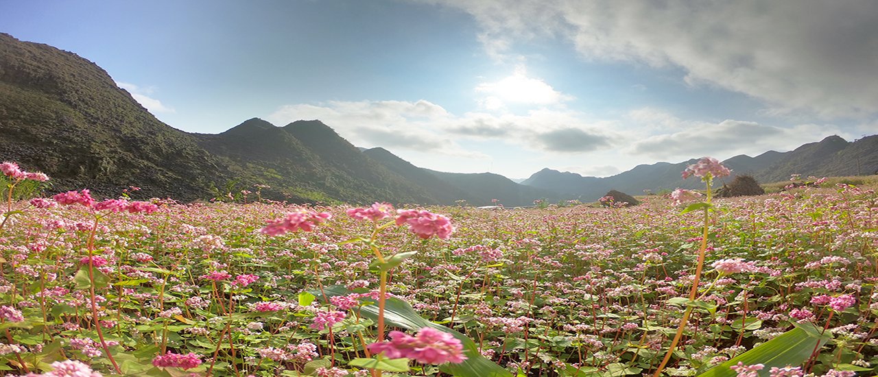 cover 1,354 kilometers in search of Tam Sac flower in "North Vietnam"