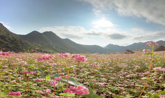 Cover 1,354 kilometers in search of Tam Sac flower in "North Vietnam"...