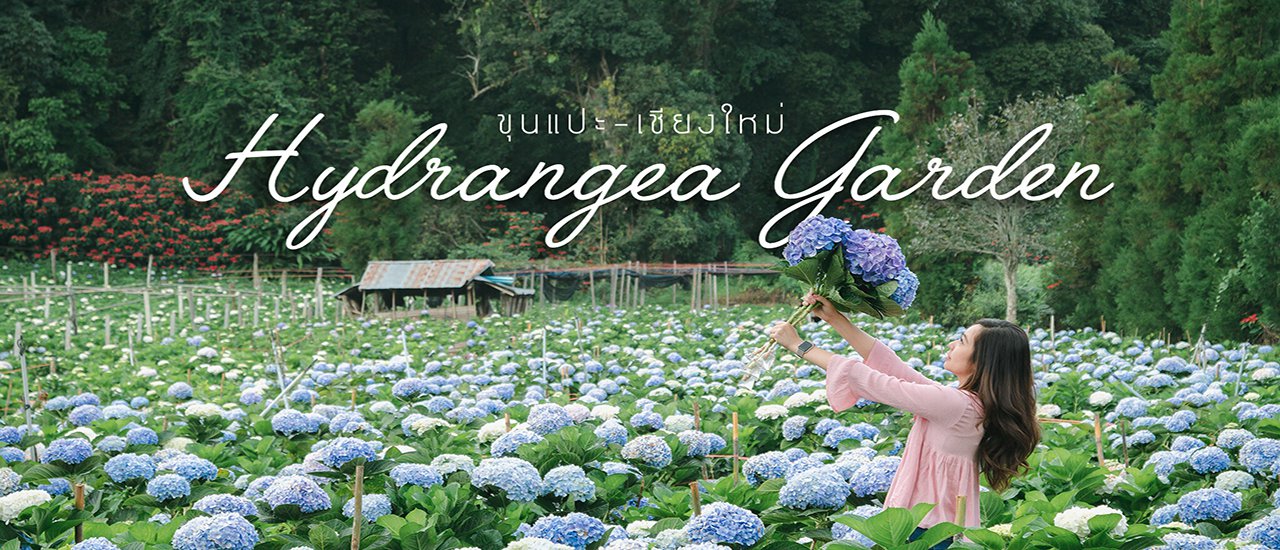 cover Hydrangea fields are surprisingly close, right here in Chiang Mai! 💜