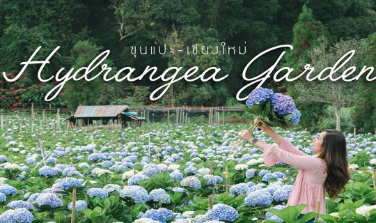 Cover Hydrangea fields are surprisingly close, right here in Chiang Mai! �...