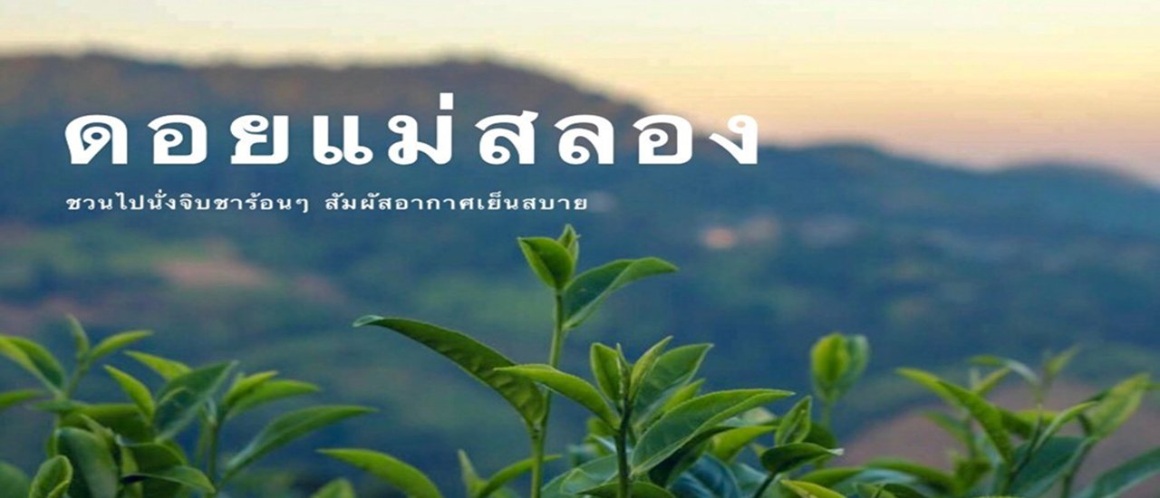 cover Chiang Rai Trip: Exploring Doi Mae Salong