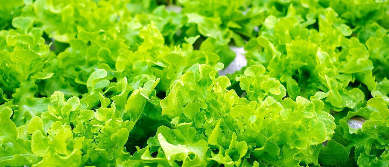 cover Veggie Mill : โรงงานผลิตอาหารเพื่อสุขภาพ จากฟาร์มผัก hydroponics หลังร้าน!!